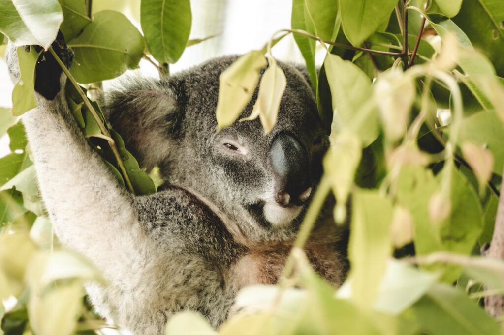 Koala, Conservation Parks