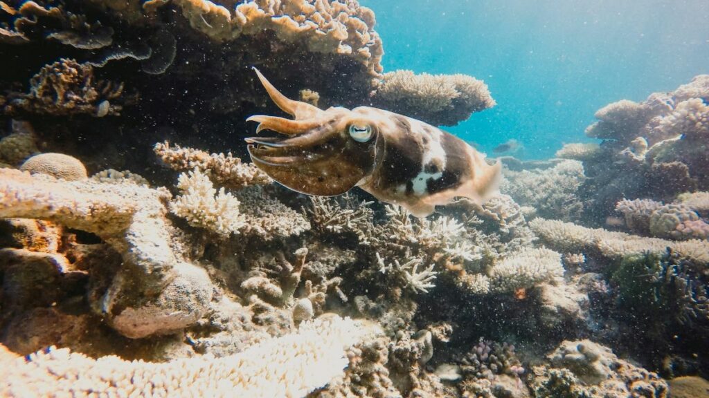 Great Barrier Reef