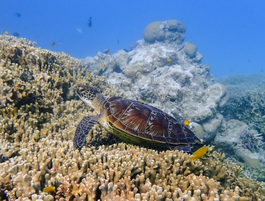 Great Barrier Reef