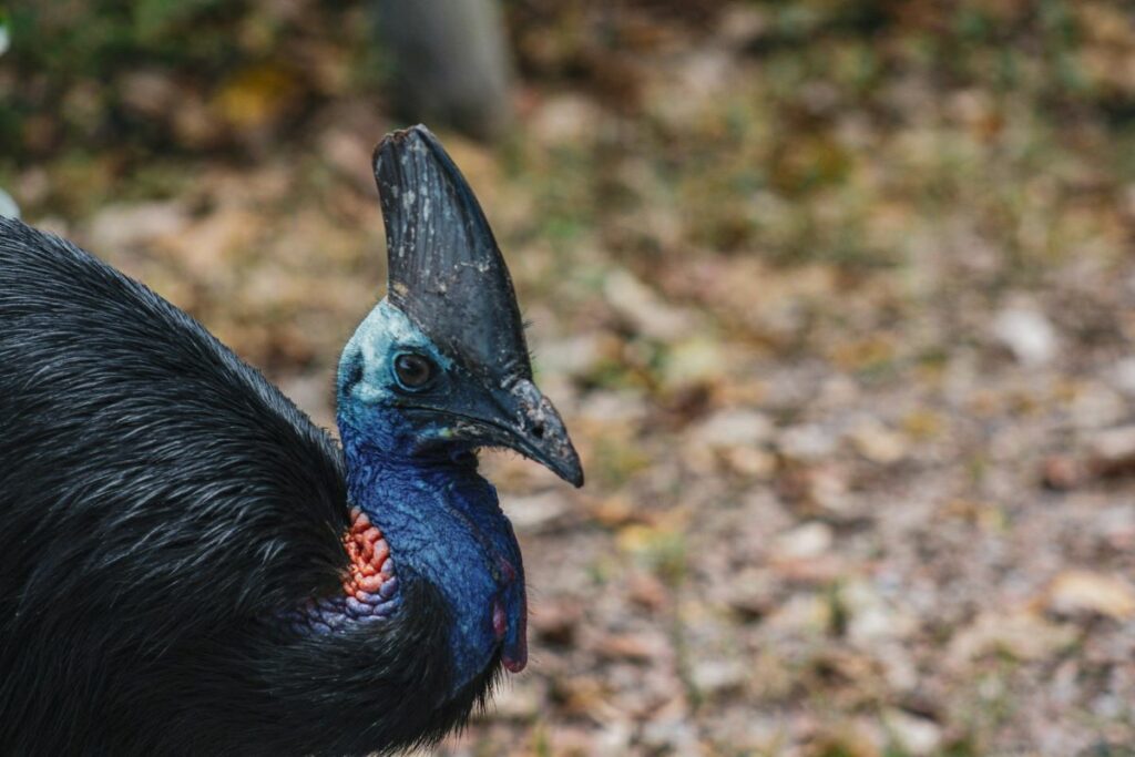 Cassowary