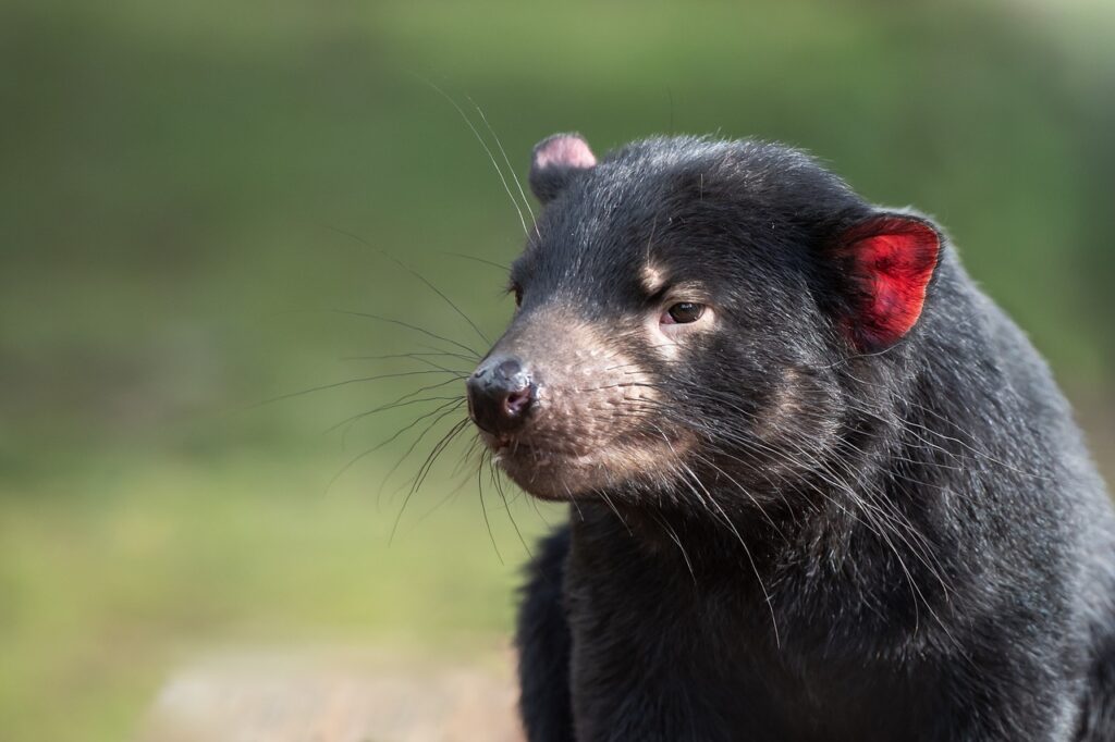 Tasmanian devil