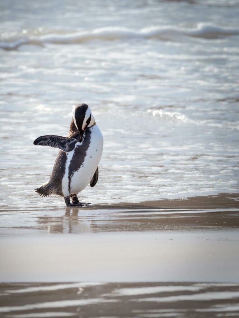 Tasmania, Penguin