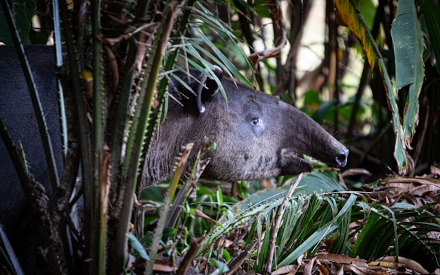 Madidi National Park