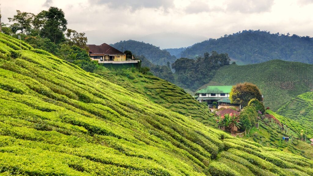 Cameron Highlands