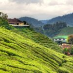 Cameron Highlands