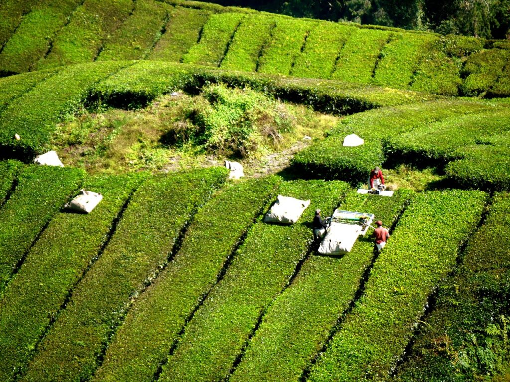 Cameron Highlands