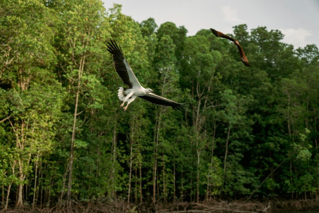 Eagle at Kilim Karst Geoforest Park