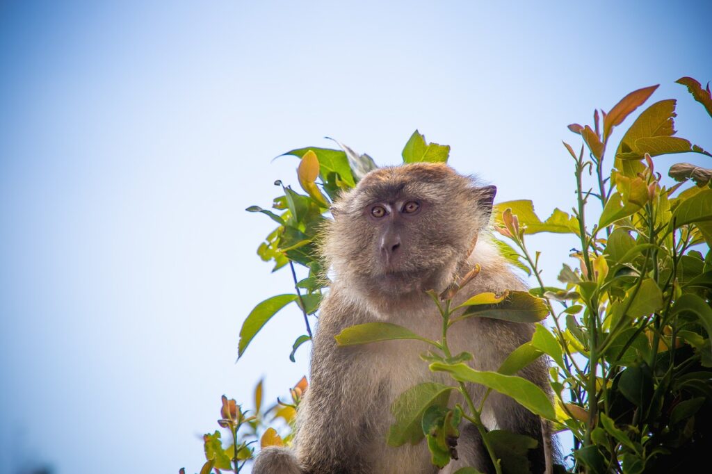 Langkawi Monkey