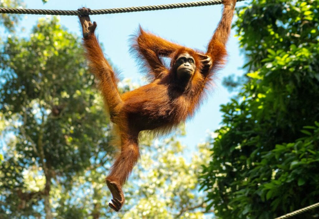 Sabah orangutans