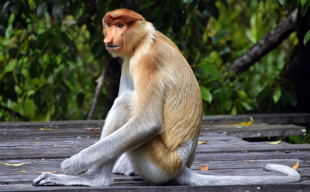 Sabah proboscis monkeys