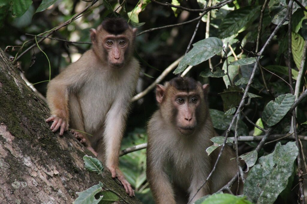 Sabah monkeys