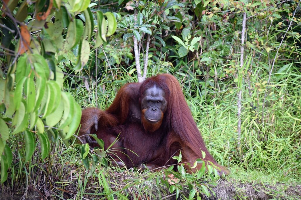 Sarawak