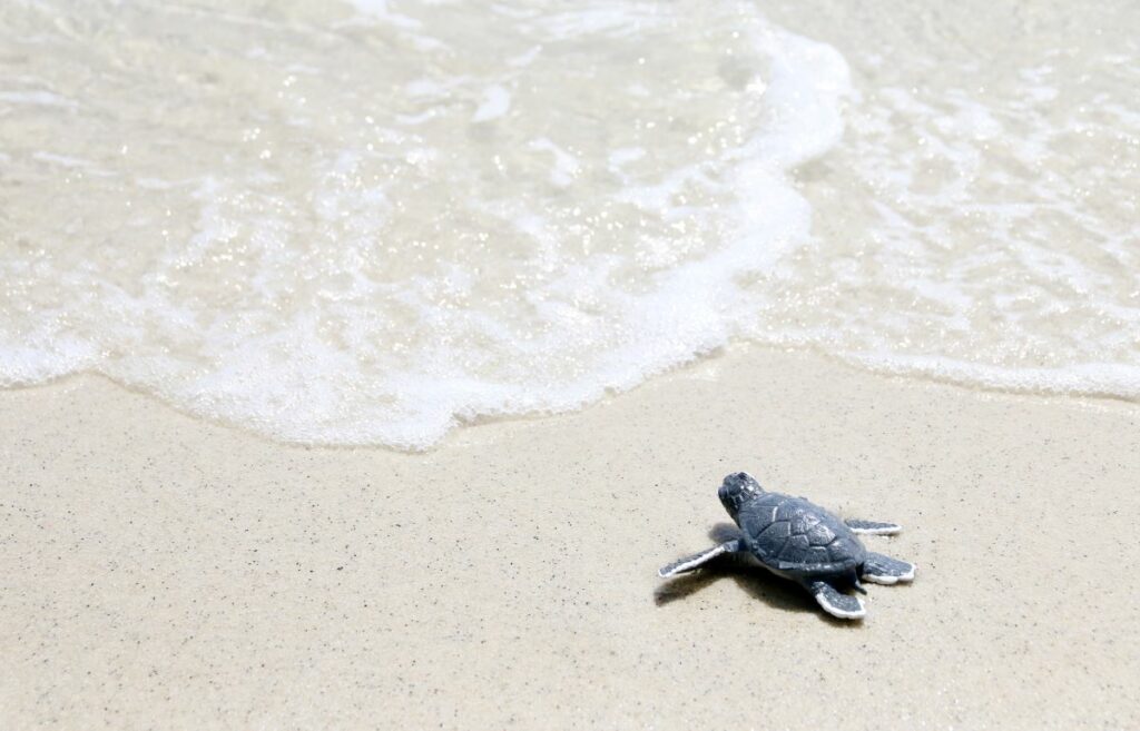 Perhentian turtle