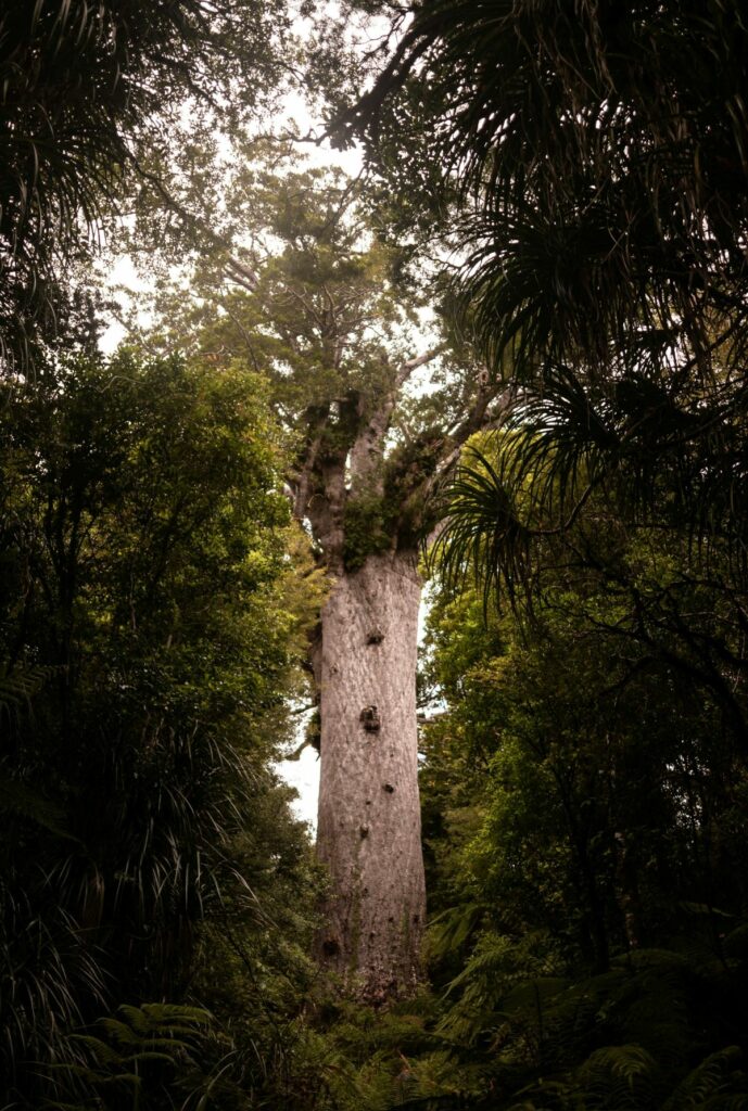 Kauri trees