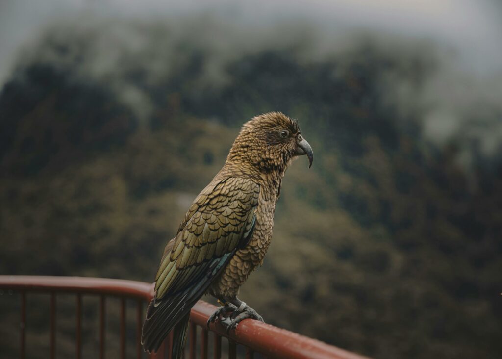 Milford Sound bird