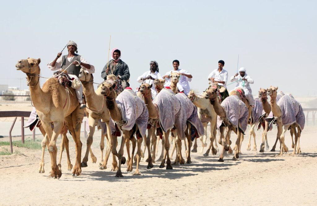 Qatar, Safari 