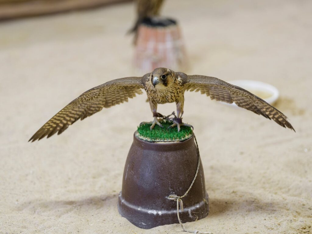 Visit Falconry centers in Qatar