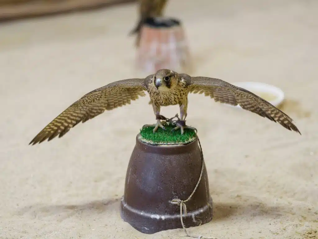 Visit Falconry centers in Qatar