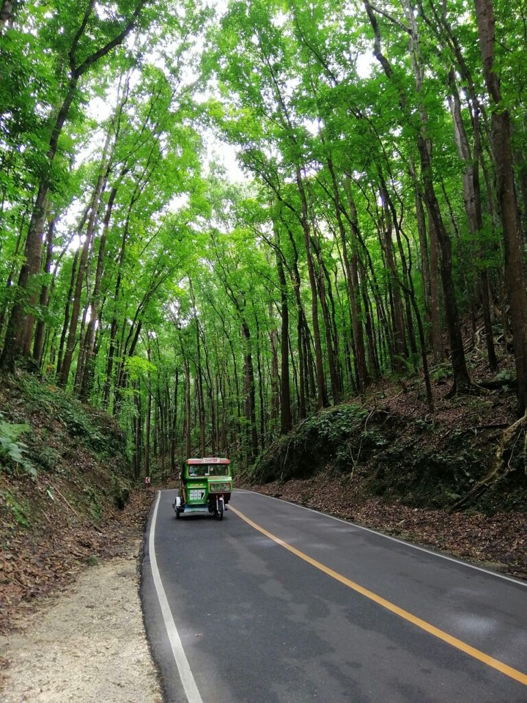 Bilar Man-Made Forest