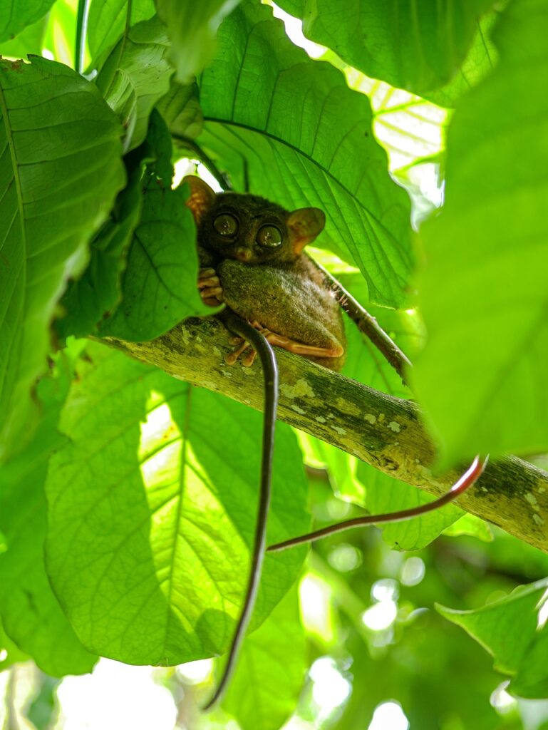 Tarsier, Bohol