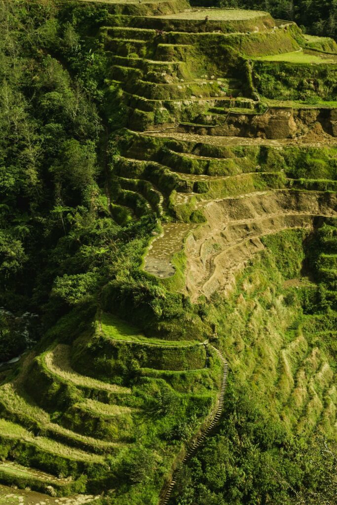 Banaue Rice Terrace