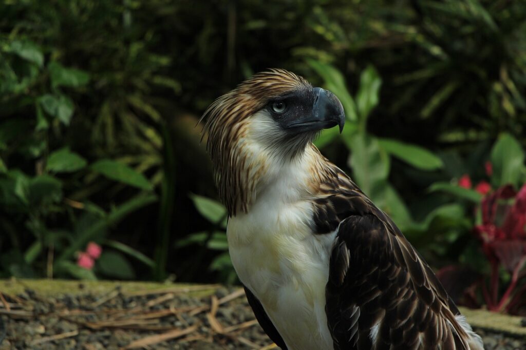 Davao, Eagle