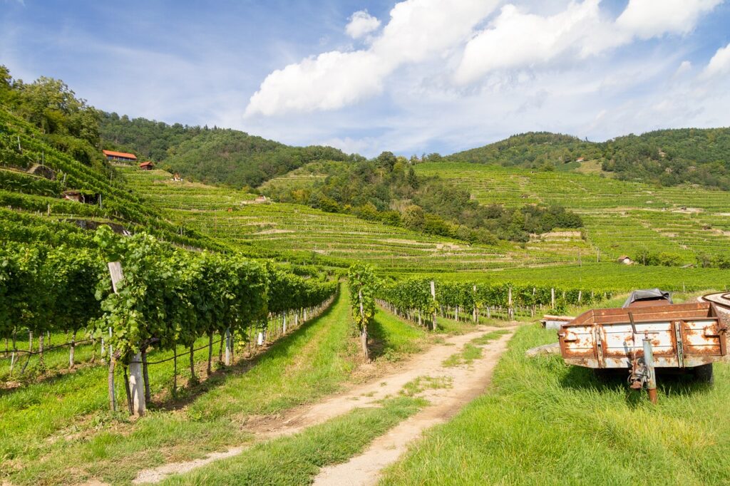 Vineyards of Wachau Valley