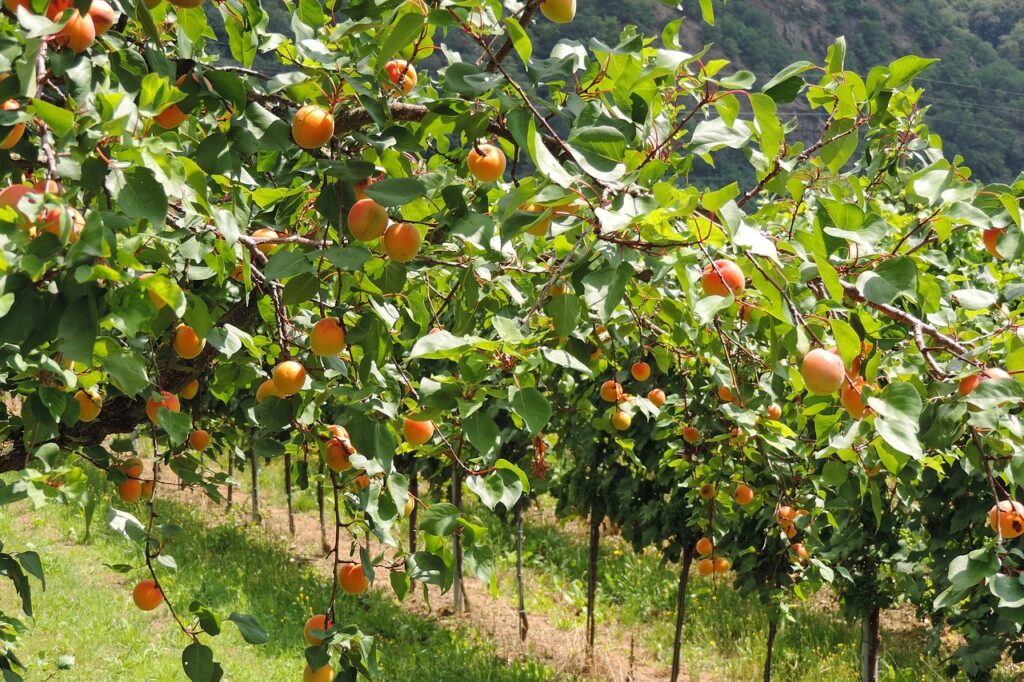 Wachau Apricots