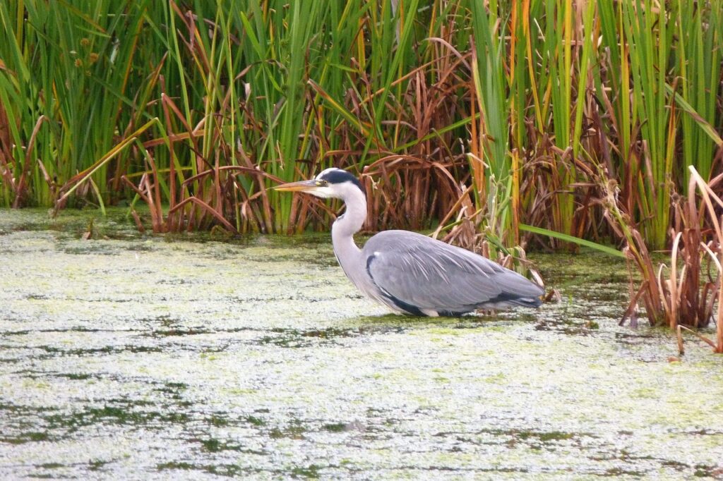 Pantanal, heron