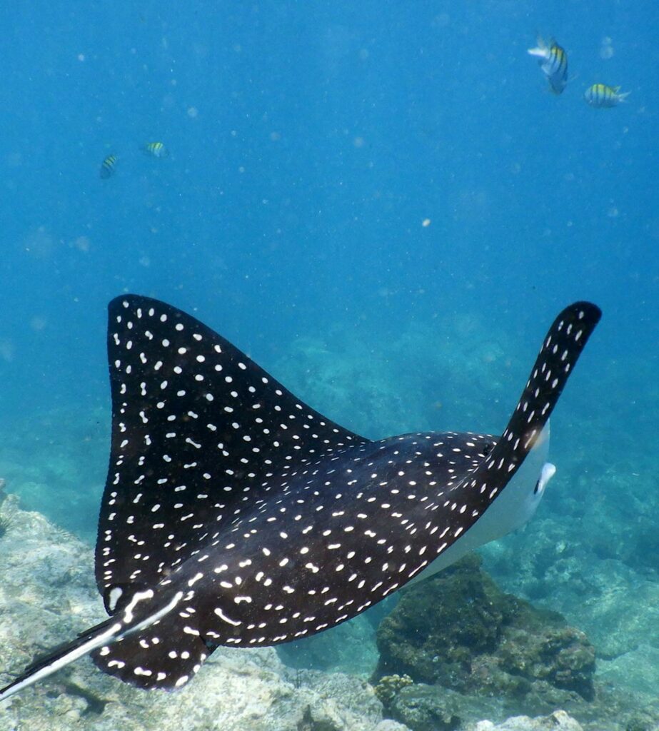 Marine life in Corcovado