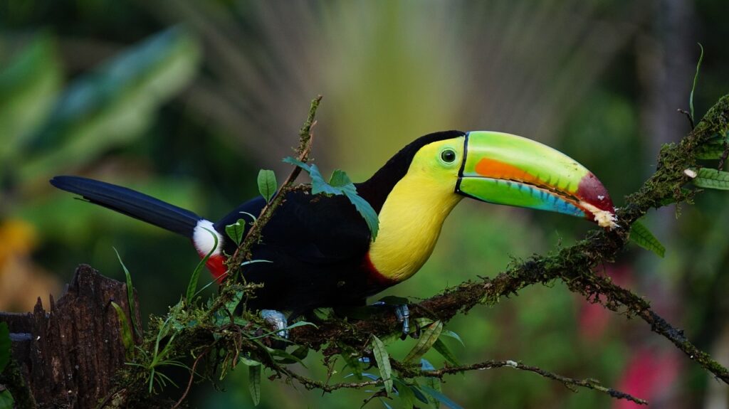 toucan in corcovado