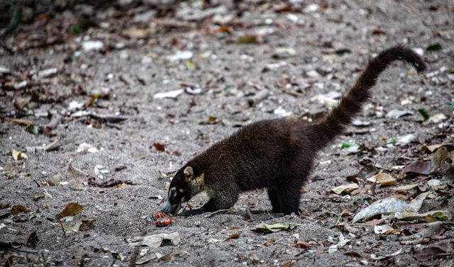 Coati