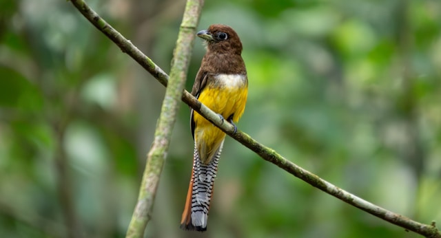 birds in the National park of Corcovado