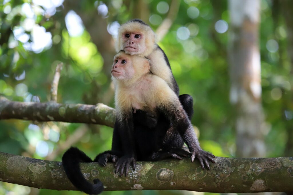 Manuel Antonio, Capuchin Monkeys