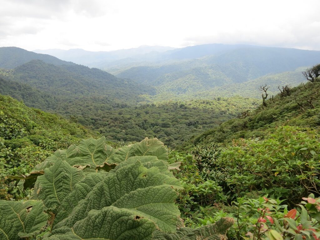 Monteverde Cloud Forest Reserve