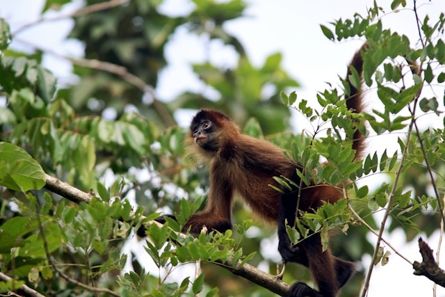 Tortuguero National Park, Monkey