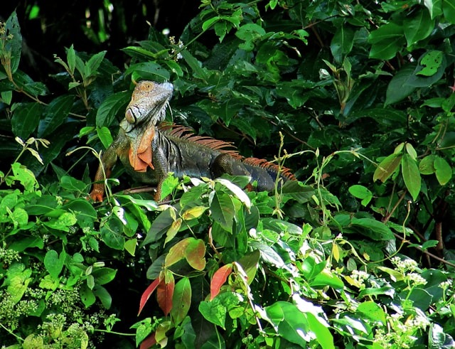 Tortuguero National Park, basilisk lizards