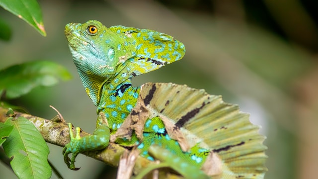 Tortuguero National Park, Iguanas