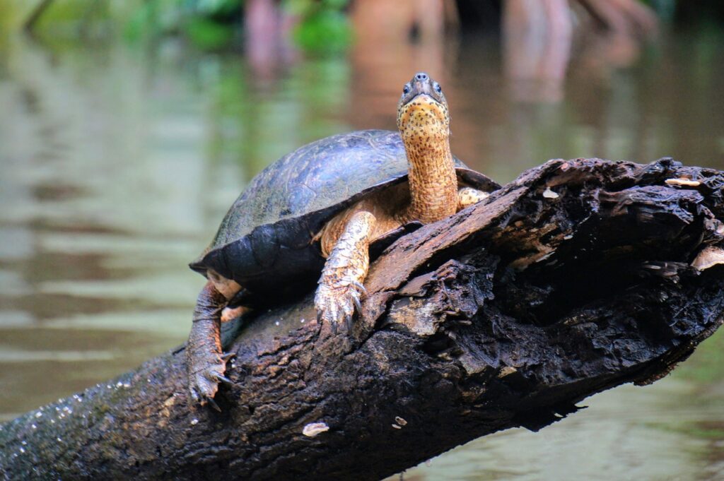 Tortuguero National Park, turtles