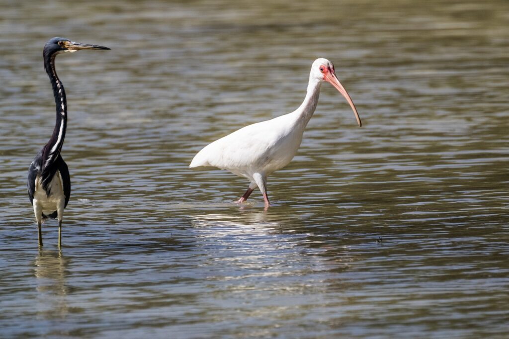 Cayo Coco, herons