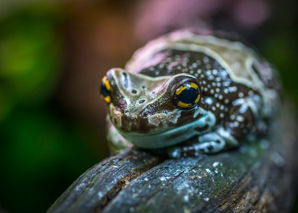 Cayo Coco, frog