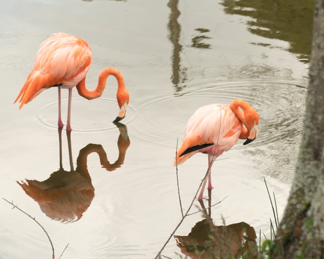 Cienfuegos, pink flamingo