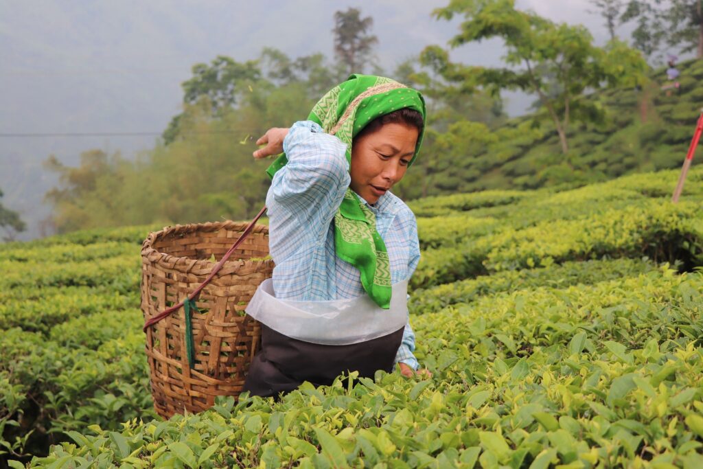 India, Darjeeling