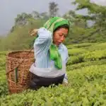 India, Darjeeling