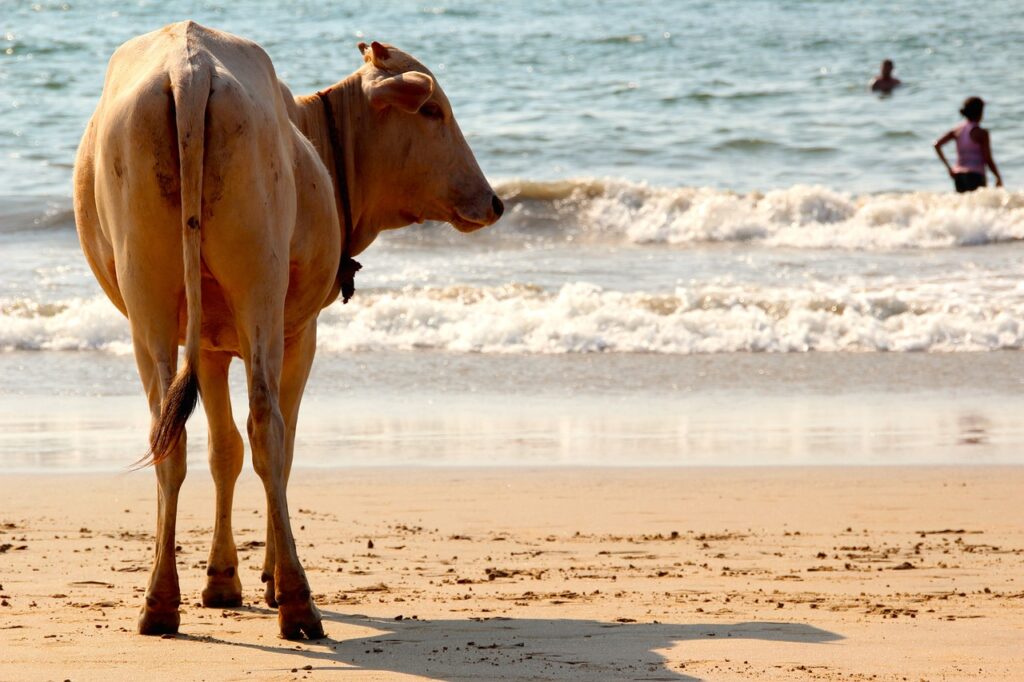 Goa, cow