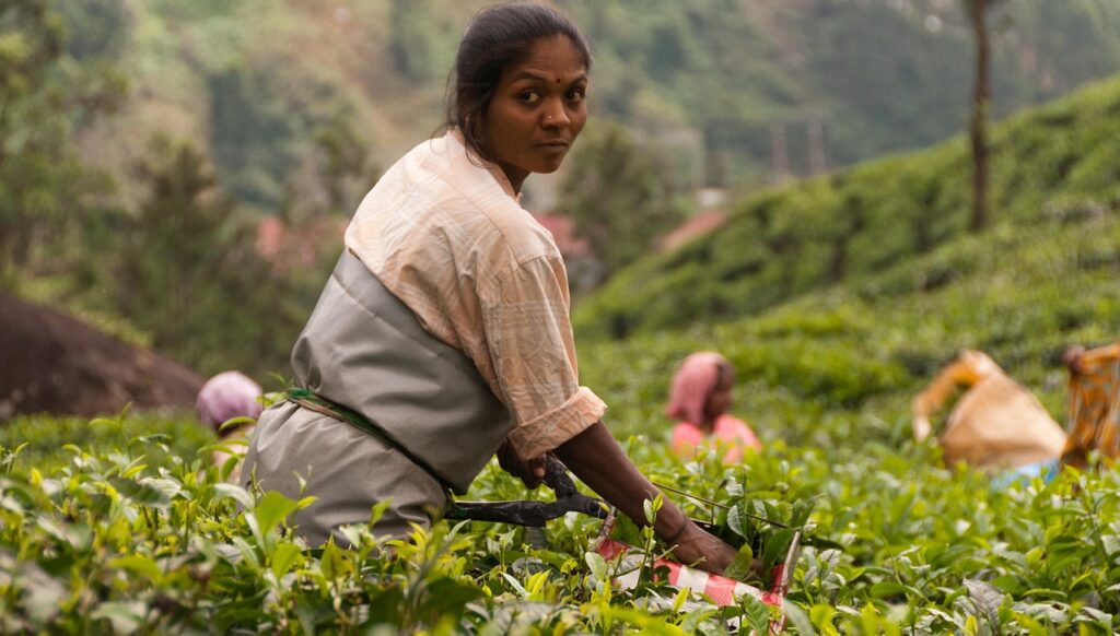 Kerala, Tea Plantations