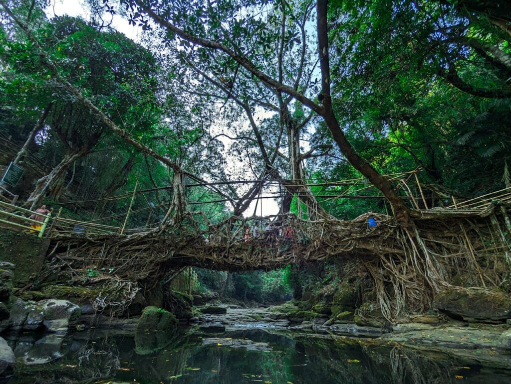 Root Bridges in Cherrapunji