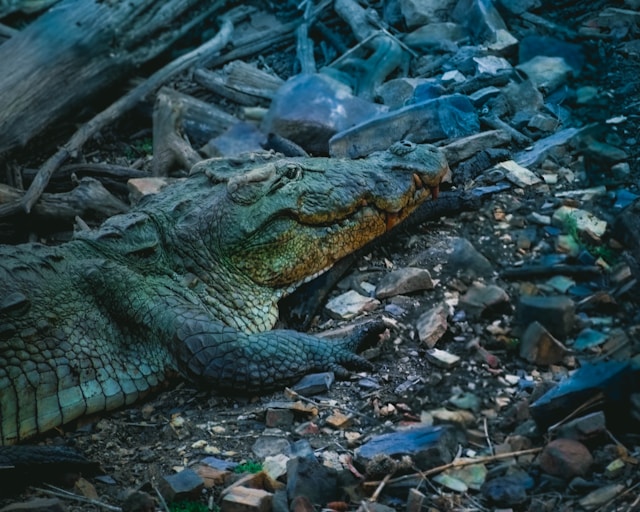 crocodile, wildlife safari