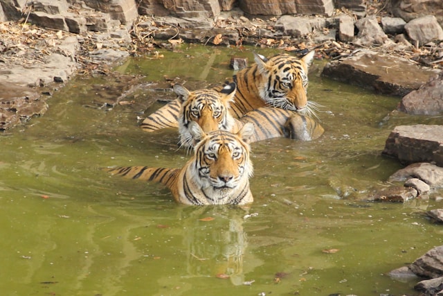 bengal tiger