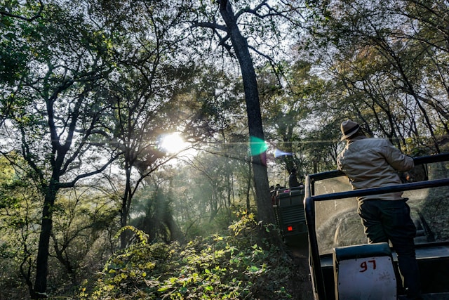 Ranthambore, safari